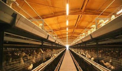 華英農業榮獲首批國家級農業高質量發展標準化示范基地稱號，畜牧漁業飼料銷售邁向新篇章