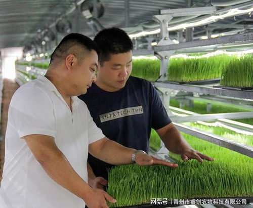 水培牧草 高效、營養、健康的畜牧業優質飼料新選擇